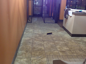 Ghelan Tile & Stone, Inc.